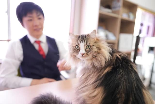 「まいどなニュース」にてネコ不動産と看板猫いぐさが紹介されました！