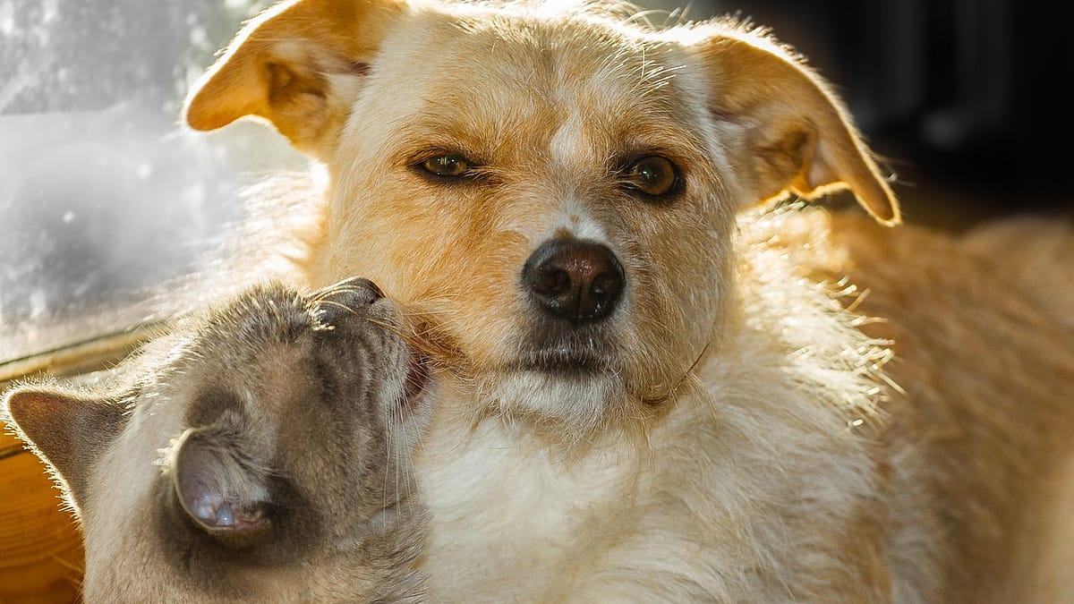 🐾ペット相続勉強会＆ランチ交流会 開催のお知らせ🐾