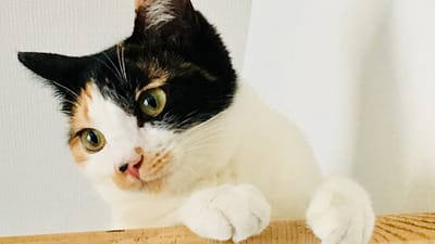 夏季休業について
