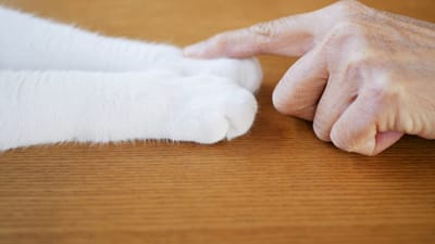 熊本で増える“高齢者のペットの行き先”問題に対応。ネコ不動産、「ペット相続士」サービスを開始〜日本初のペット看取り信託「ラブポチ信託Ⓡ」を活用し、飼い主とペットの“その後”を支える〜