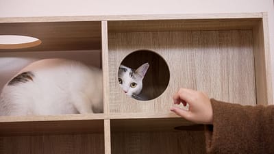 【空室対策に”猫”という選択肢】空き家を収益化する「ネコ多頭飼育対応型」管理プランを熊本で提供開始