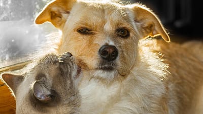 🐾ペット相続勉強会&ランチ交流会 開催のお知らせ🐾