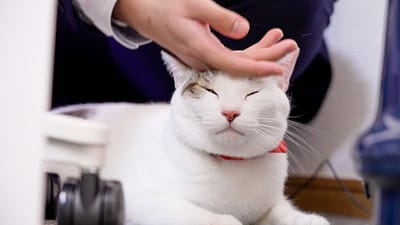 毎月22日は「にゃんにゃんデー」🐾