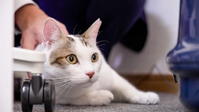 「“ペット可”だけでは選ばれない151件の顧客アンケートから見えた“猫と暮らせる賃貸物件”の条件」