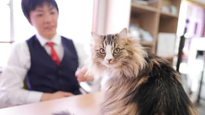 「まいどなニュース」にてネコ不動産と看板猫いぐさが紹介されました！
